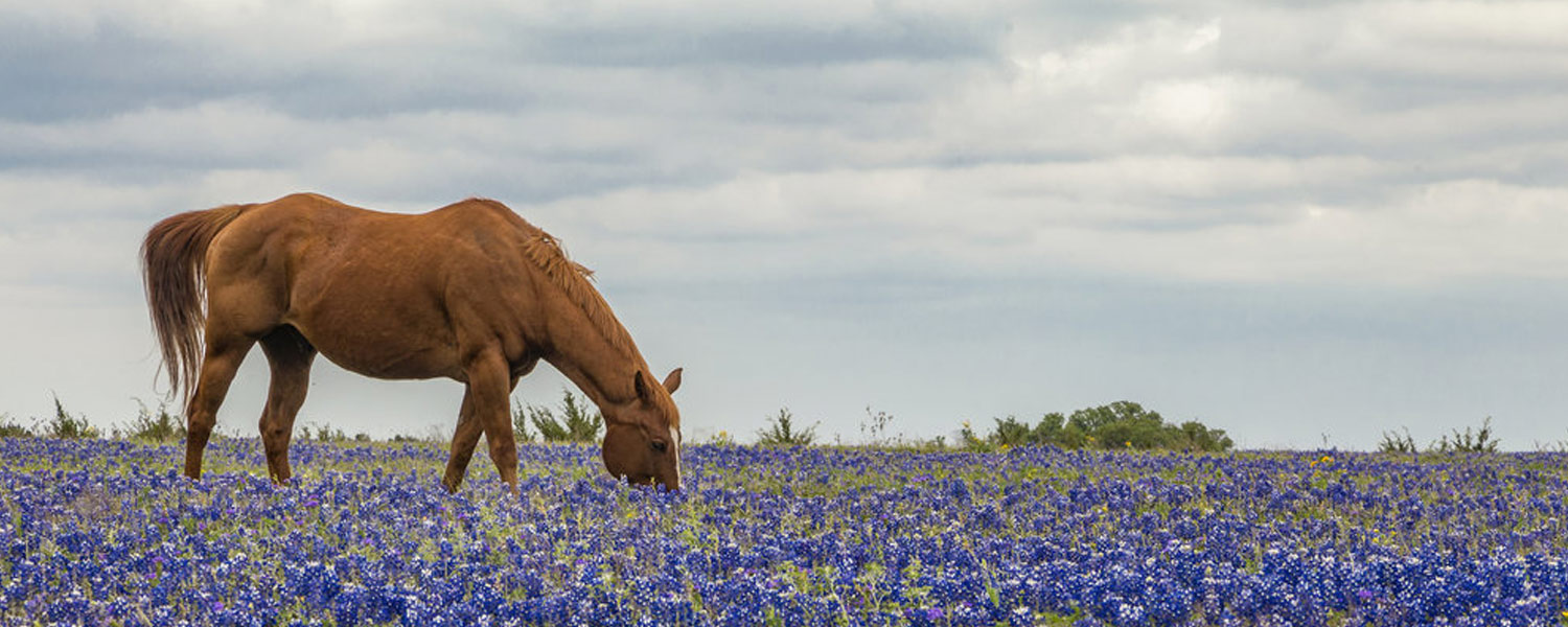 Texas horse photo